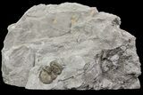 Bumastus Ioxus Trilobite - New York #68514-1